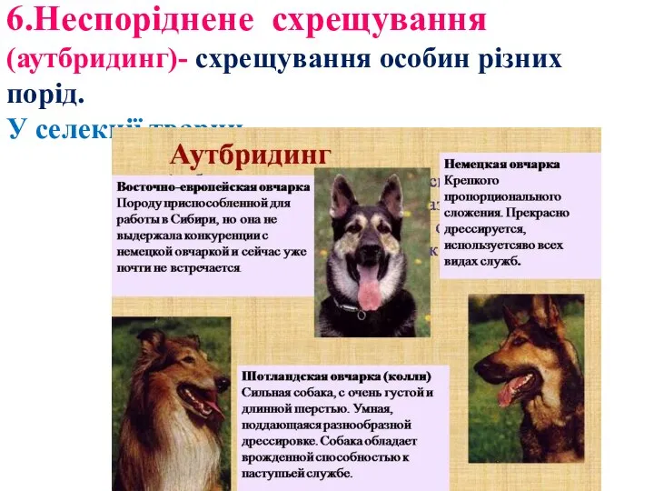 6.Неспоріднене схрещування (аутбридинг)- схрещування особин різних порід. У селекції тварин.