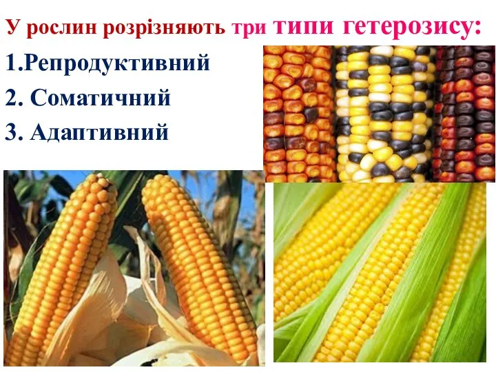 У рослин розрізняють три типи гетерозису: 1.Репродуктивний 2. Соматичний 3. Адаптивний