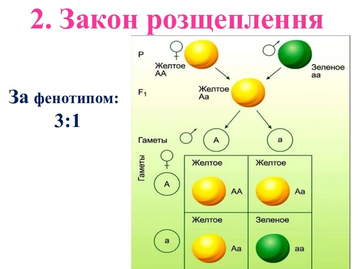 2. Закон розщеплення За фенотипом: 3:1