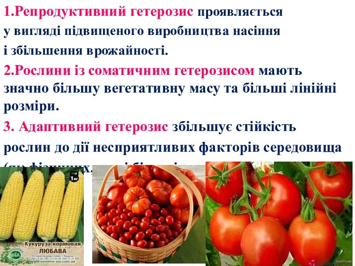 1.Репродуктивний гетерозис проявляється у вигляді підвищеного виробництва насіння і збільшення врожайності.