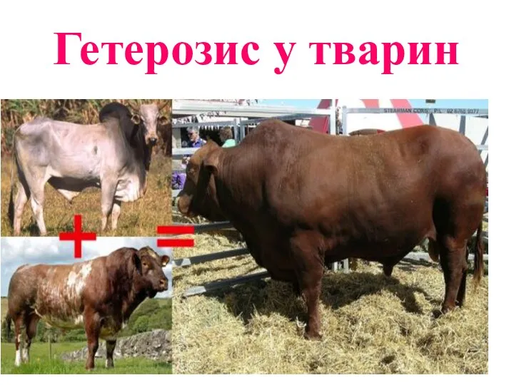 Гетерозис у тварин