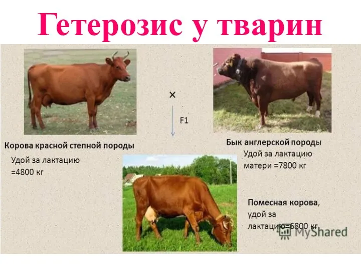 Гетерозис у тварин