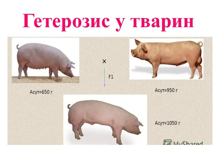 Гетерозис у тварин