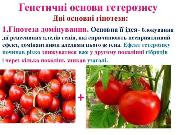 Генетичні основи гетерозису Дві основні гіпотези: 1.Гіпотеза домінування. Основна її ідея-