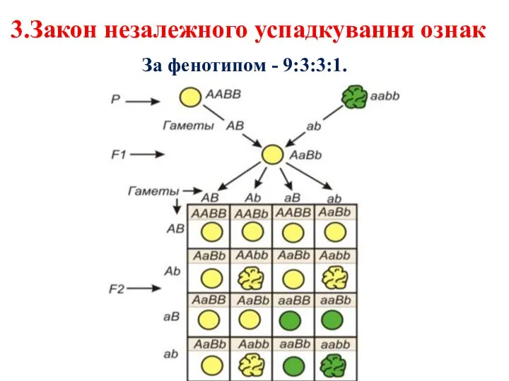 3.Закон незалежного успадкування ознак За фенотипом - 9:3:3:1.