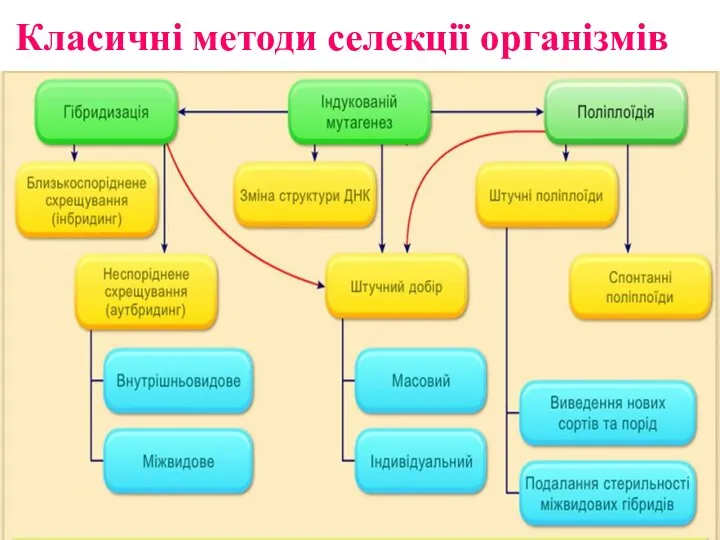 Класичні методи селекції організмів