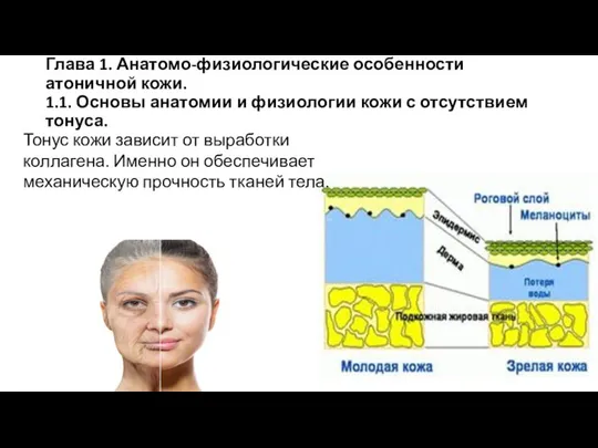 Глава 1. Анатомо-физиологические особенности атоничной кожи. 1.1. Основы анатомии и физиологии