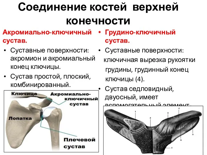 Соединение костей верхней конечности Акромиально-ключичный сустав. Суставные поверхности: акромион и акромиальный