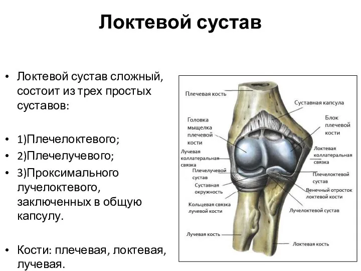 Локтевой сустав Локтевой сустав сложный, состоит из трех простых суставов: 1)Плечелоктевого;