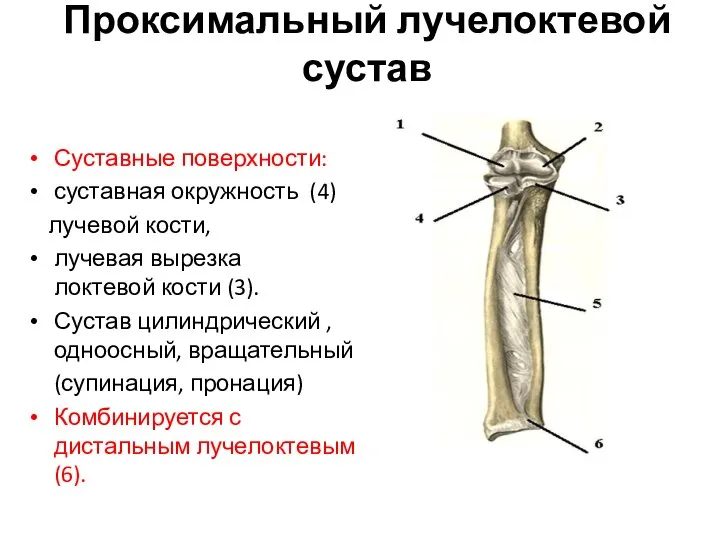 Проксимальный лучелоктевой сустав Суставные поверхности: суставная окружность (4) лучевой кости, лучевая