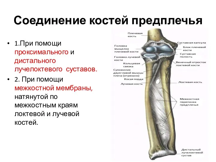 Соединение костей предплечья 1.При помощи проксимального и дистального лучелоктевого суставов. 2.