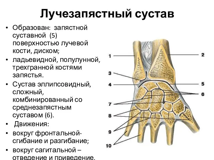 Лучезапястный сустав Образован: запястной суставной (5)поверхностью лучевой кости, диском; ладьевидной, полулунной,