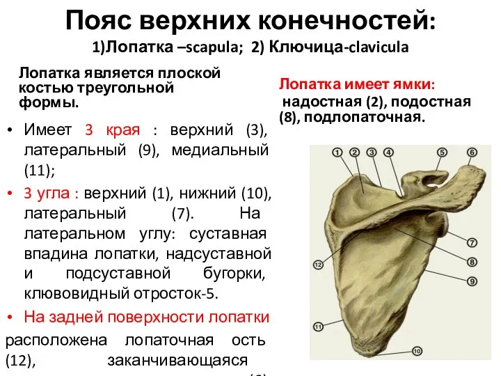 Пояс верхних конечностей: 1)Лопатка –scapula; 2) Ключица-clavicula Лопатка является плоской костью