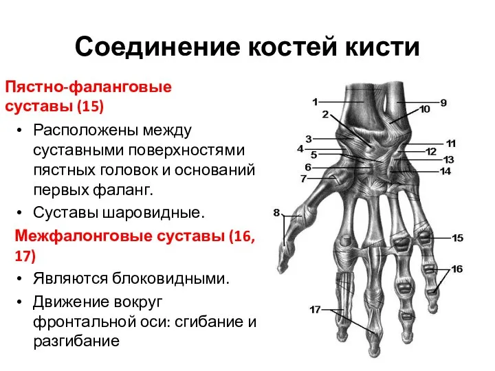 Соединение костей кисти Пястно-фаланговые суставы (15) Расположены между суставными поверхностями пястных