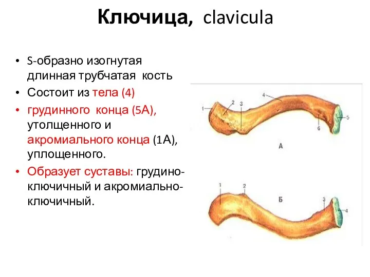 Ключица, clavicula S-образно изогнутая длинная трубчатая кость Состоит из тела (4)