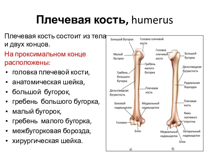 Плечевая кость, humerus Плечевая кость состоит из тела и двух концов.