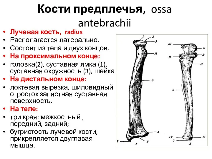 Кости предплечья, ossa antebrachii Лучевая кость, radius Располагается латерально. Состоит из