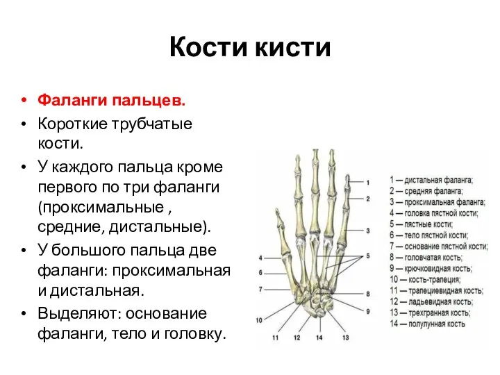 Кости кисти Фаланги пальцев. Короткие трубчатые кости. У каждого пальца кроме