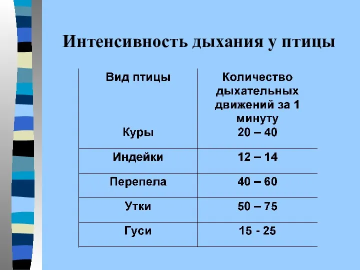 Интенсивность дыхания у птицы