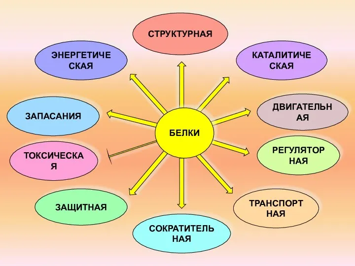 СТРУКТУРНАЯ ТРАНСПОРТНАЯ РЕГУЛЯТОРНАЯ ЗАЩИТНАЯ СОКРАТИТЕЛЬНАЯ ЗАПАСАНИЯ ЭНЕРГЕТИЧЕСКАЯ КАТАЛИТИЧЕСКАЯ ТОКСИЧЕСКАЯ ДВИГАТЕЛЬНАЯ БЕЛКИ