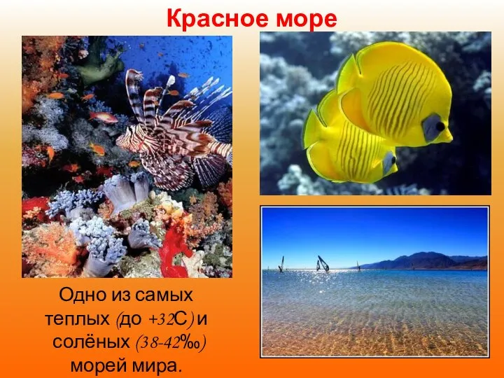 Красное море Одно из самых теплых (до +32С) и солёных (38-42‰) морей мира.