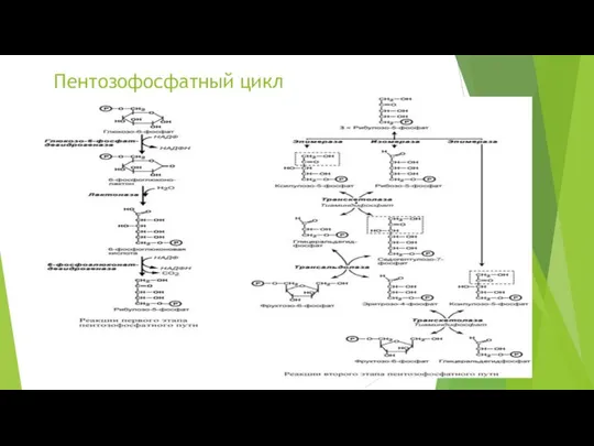 Пентозофосфатный цикл