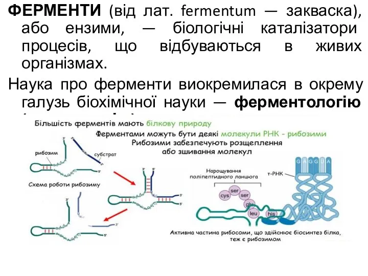 ФЕРМЕНТИ (від лат. fermentum — закваска), або ензими, — біологічні каталізатори