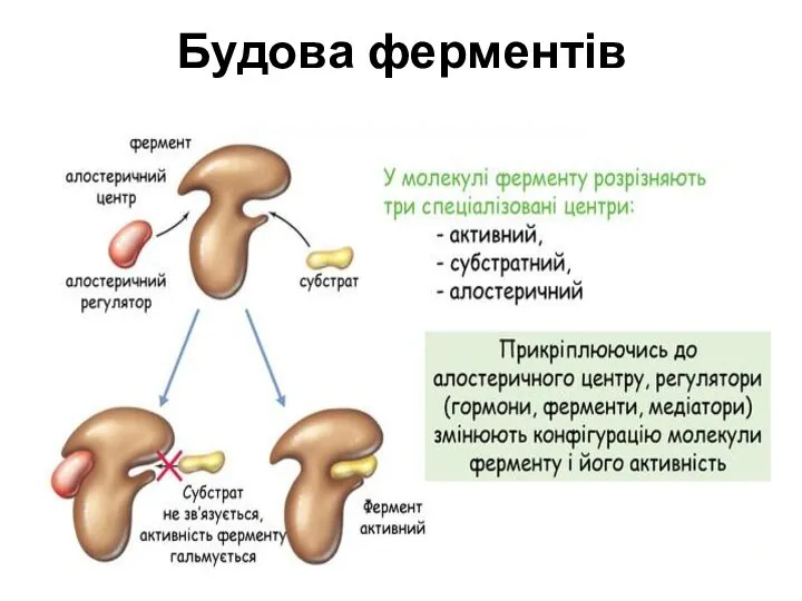 Будова ферментів