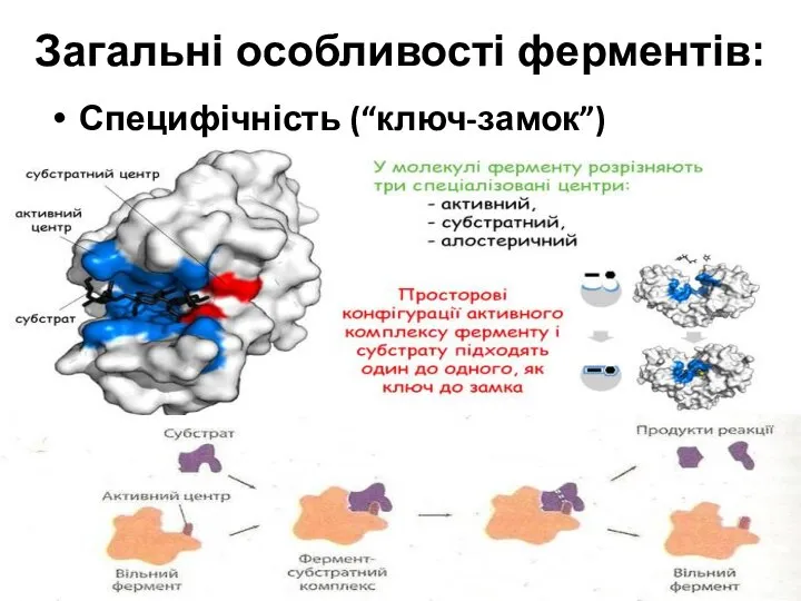 Специфічність (“ключ-замок”) Загальні особливості ферментів: