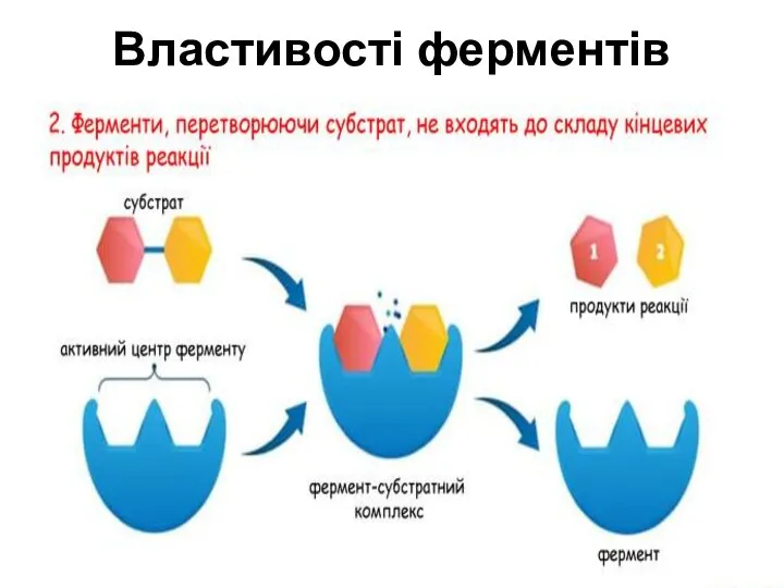 Властивості ферментів