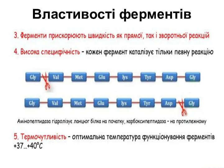 Властивості ферментів