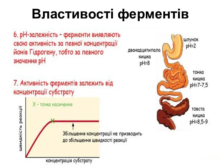 Властивості ферментів