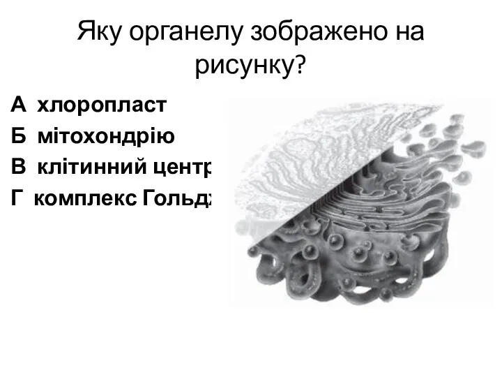 Яку органелу зображено на рисунку? А хлоропласт Б мітохондрію В клітинний центр Г комплекс Гольджі