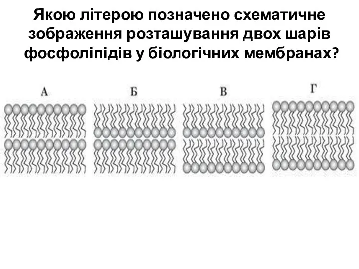 Якою літерою позначено схематичне зображення розташування двох шарів фосфоліпідів у біологічних мембранах?