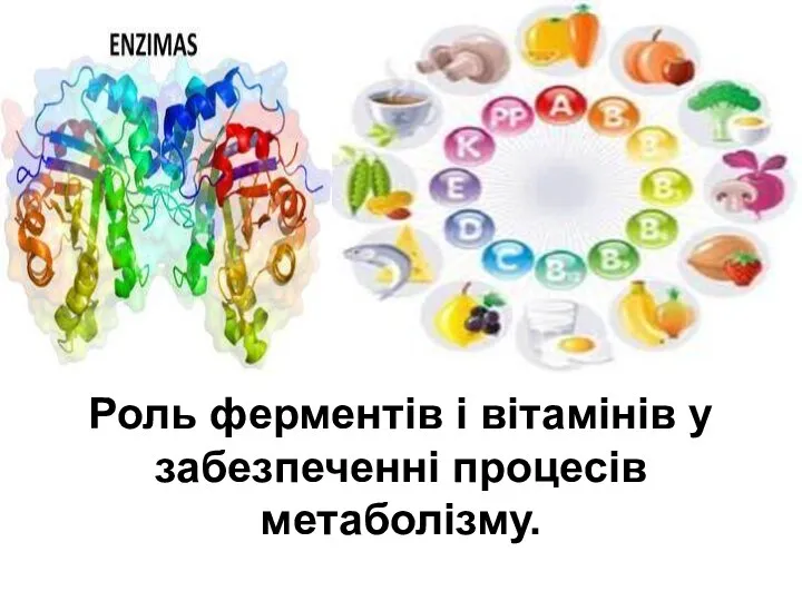 Роль ферментів і вітамінів у забезпеченні процесів метаболізму.