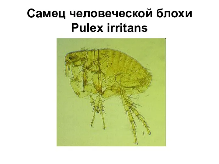 Самец человеческой блохи Pulex irritans