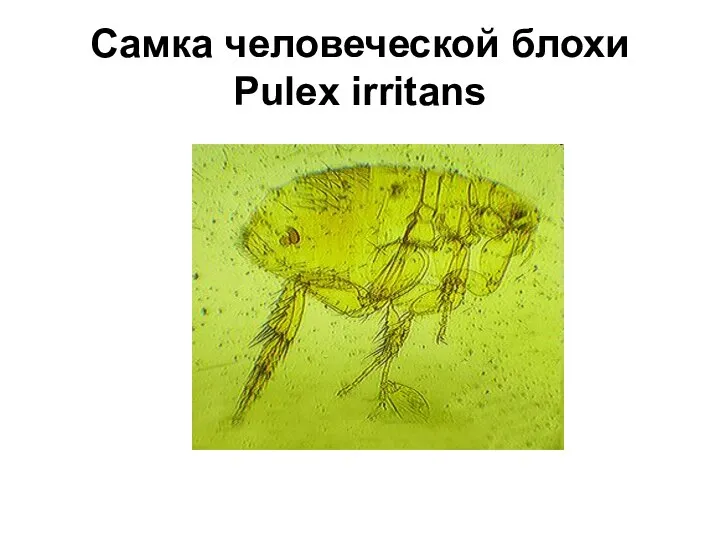 Самка человеческой блохи Pulex irritans