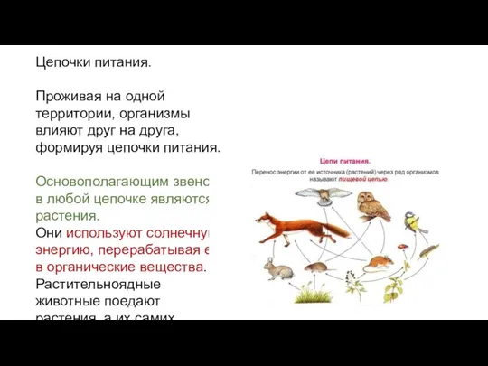 Цепочки питания. Проживая на одной территории, организмы влияют друг на друга,