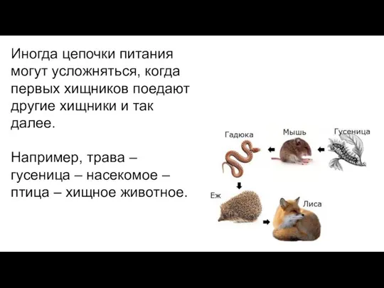 Иногда цепочки питания могут усложняться, когда первых хищников поедают другие хищники