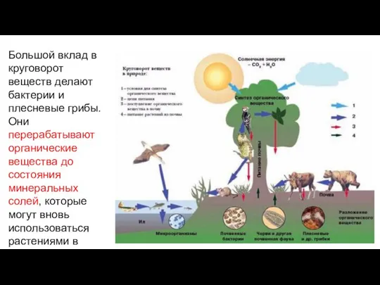 Большой вклад в круговорот веществ делают бактерии и плесневые грибы. Они