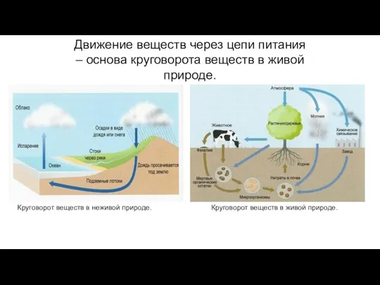 Движение веществ через цепи питания – основа круговорота веществ в живой