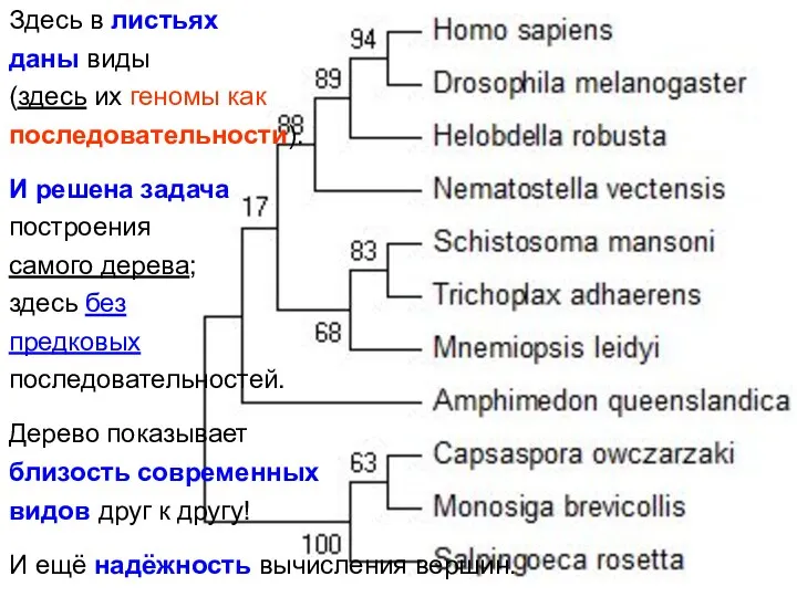 Здесь в листьях даны виды (здесь их геномы как последовательности). И