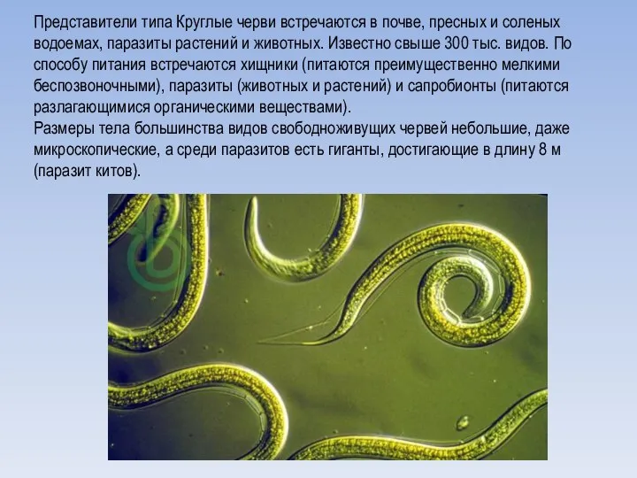 Представители типа Круглые черви встречаются в почве, пресных и соленых водоемах,
