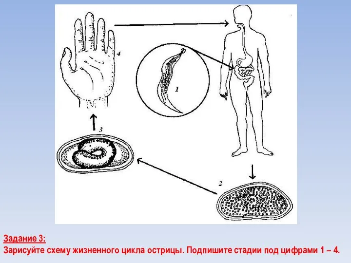 Задание 3: Зарисуйте схему жизненного цикла острицы. Подпишите стадии под цифрами 1 – 4.