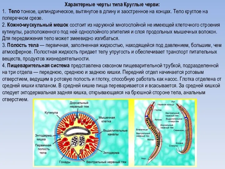 Характерные черты типа Круглые черви: 1. Тело тонкое, цилиндрическое, вытянутое в