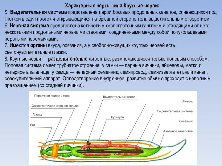 Характерные черты типа Круглые черви: 5. Выделительная система представлена парой боковых