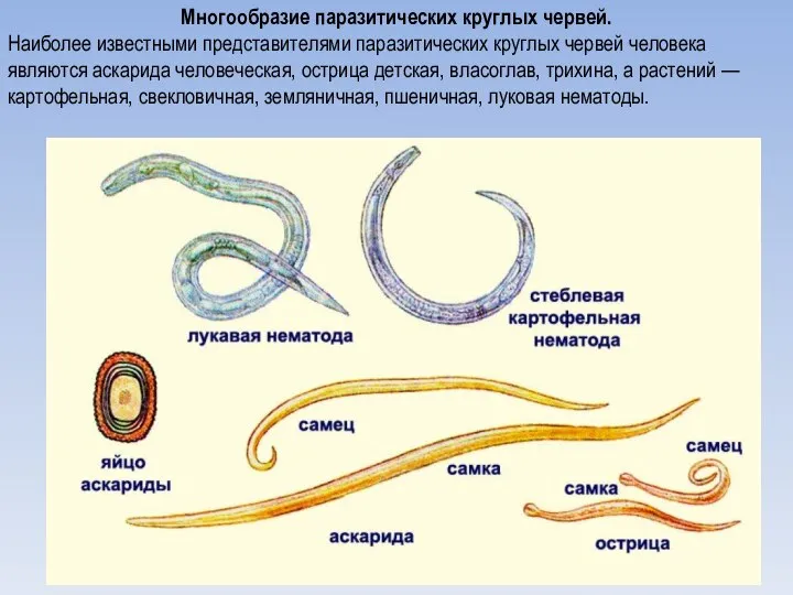 Многообразие паразитических круглых червей. Наиболее известными представителями паразитических круглых червей человека