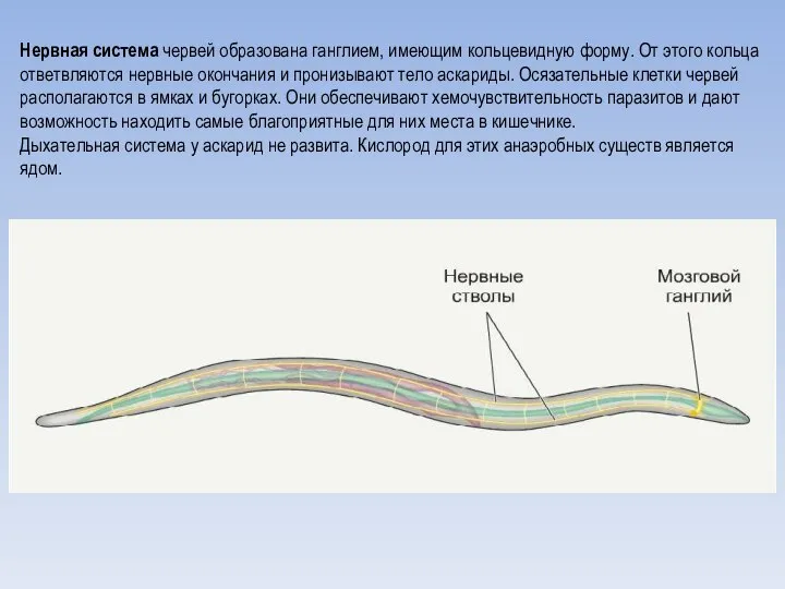 Нервная система червей образована ганглием, имеющим кольцевидную форму. От этого кольца