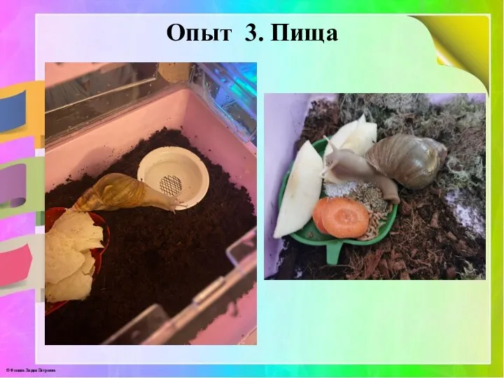 Опыт 3. Пища