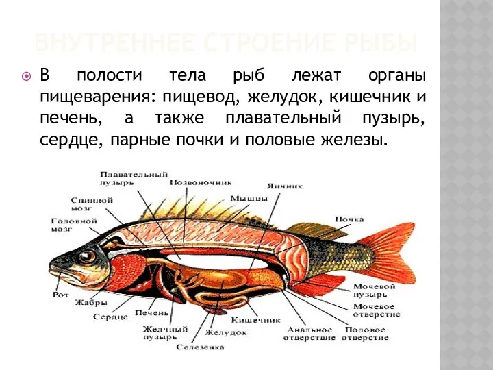 ВНУТРЕННЕЕ СТРОЕНИЕ РЫБЫ В полости тела рыб лежат органы пищеварения: пищевод,